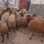 30راس میش وبره