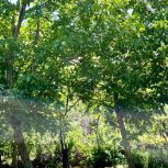 فروش زمین و باغ