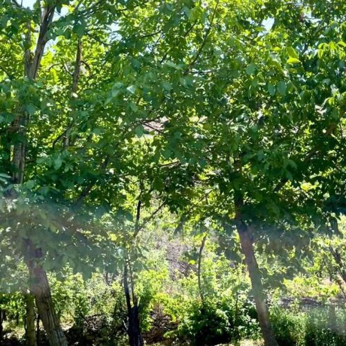 فروش زمین و باغ