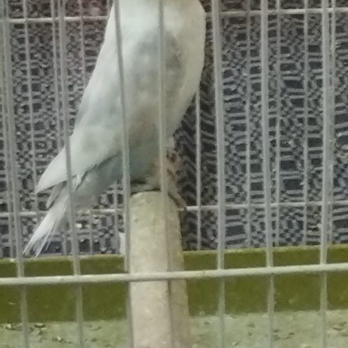 طوطی برزیلی