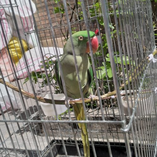 شاه طوطی نر