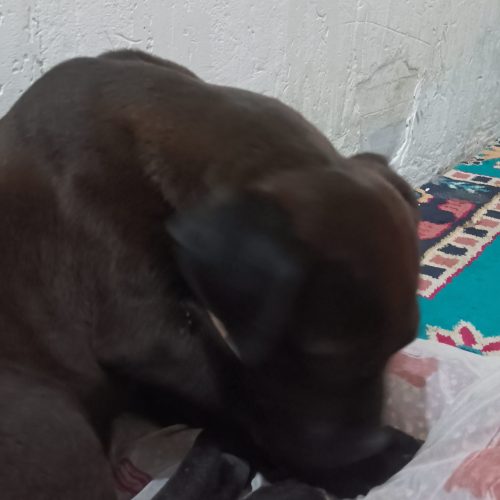 امریکن بولی ماده اصل صددرصدخالص