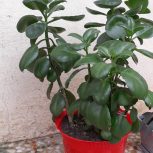 گل قاشقی زیبا