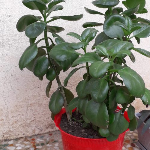 گل قاشقی زیبا