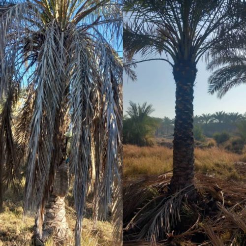 نظافت نخلها هر جای اهواز