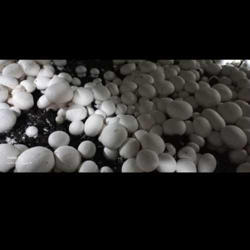 اموزش پرورش قارچ دکمه ای و صدفی