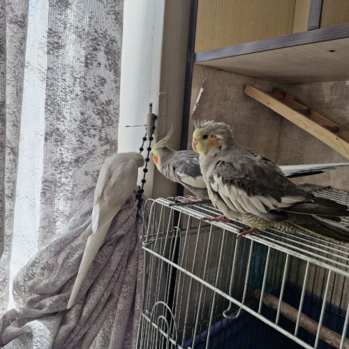 یک جفت عروس هلندی با جوجه