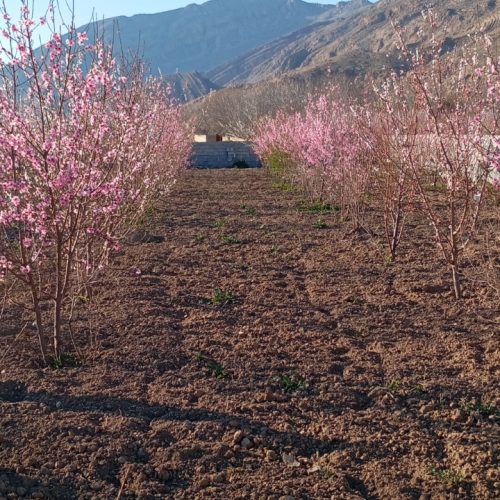 فروش باغ 4 ساله. ثمری .فاروق