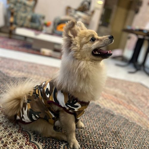 سگ پامرانین