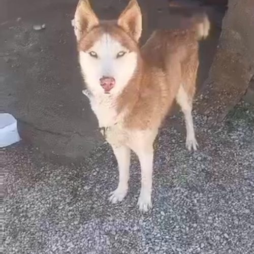 سگ هاسکی نر