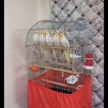 عروس هلندی لوتینو اصل  زعفرانی سفید