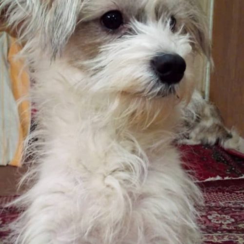 واگذاری   نر و ماده نژاد شیتزو