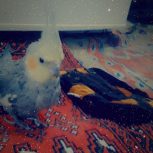 یجفت عروس هلندی دستی