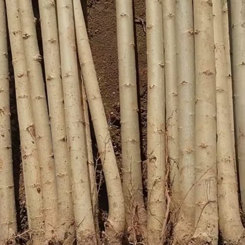 ارقام نهال تضمین