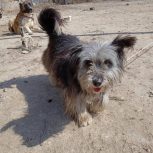 سگ پاکوتاه پشمالو