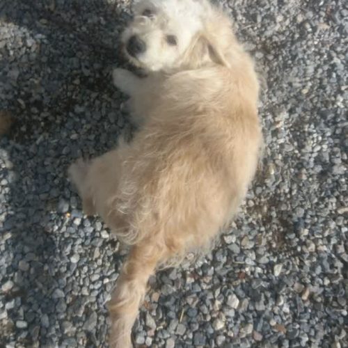 سگ ماده همراه با فرزندش