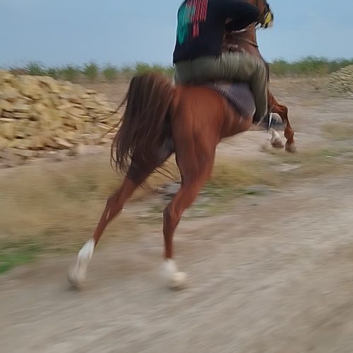 اسب نریان کرد