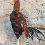 خروس لاری اصل اصل