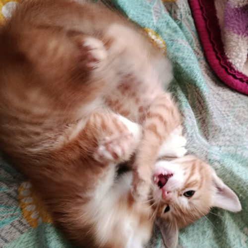 بچه گربه نانازی