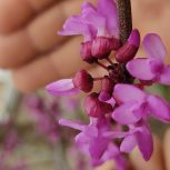 فروش خانه ویلایی دربست بزرگ