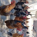 مرغ و خروس تخمگذار