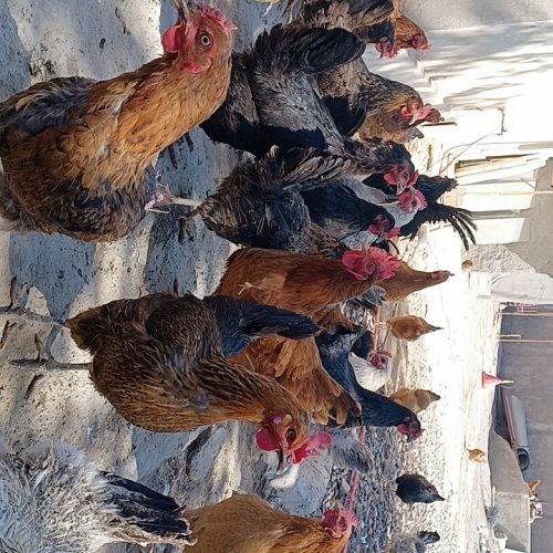 مرغ و خروس تخمگذار