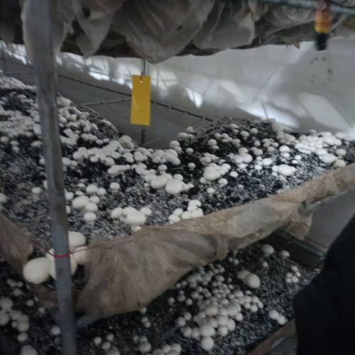 قارچ دکمه ای