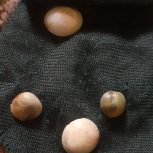 مهره ماراصل