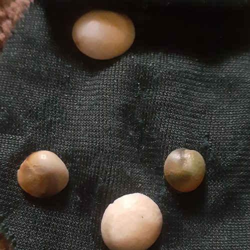 مهره ماراصل