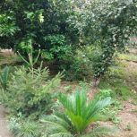 فروش فوق العاده و اورژانسی  زمین  باغ