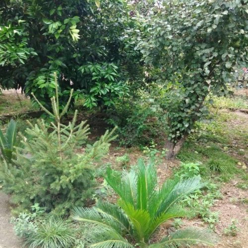 فروش فوق العاده و اورژانسی  زمین  باغ