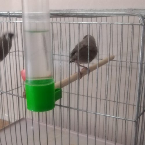 فروش بلبل خرما