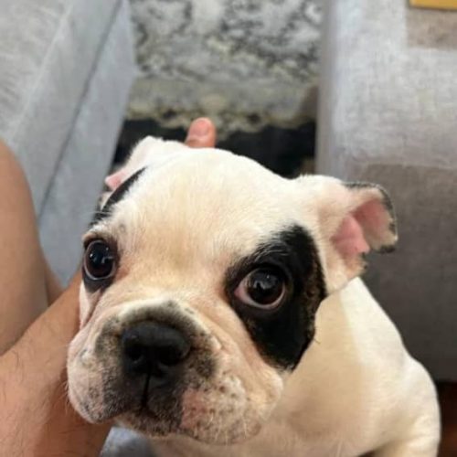 فرنچ بولداگ