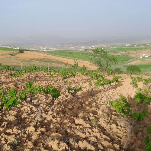 باغ انگور عالی در جاده قدیم