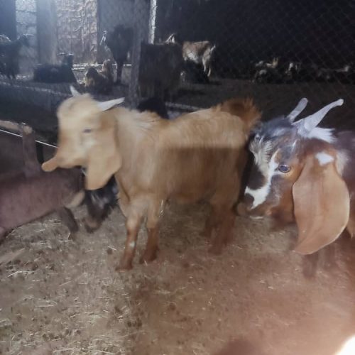 چند عدد کهره نر چاق