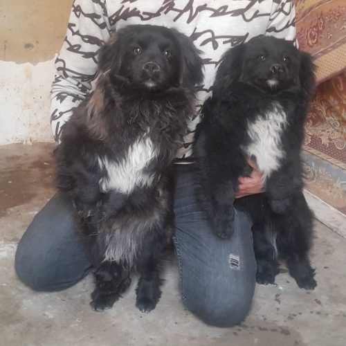 2عدد توله سگ پا کوتاه