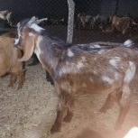 چند عدد کهره نر چاق