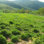 زمین توی بافت در چهاردانگه روستای ازنی اب برق گاز تا اول زمین