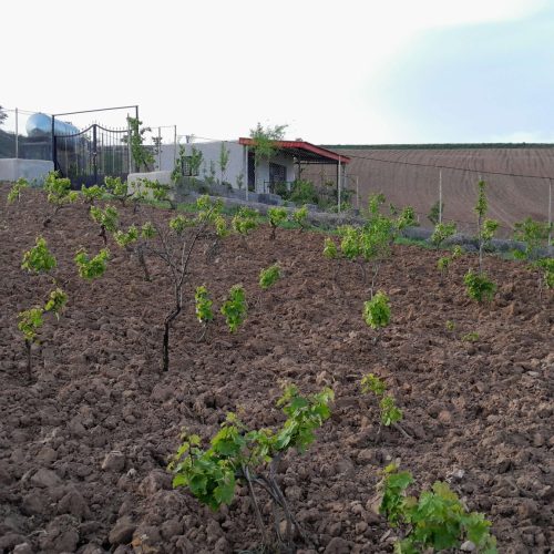 باغ انگور عالی در جاده قدیم