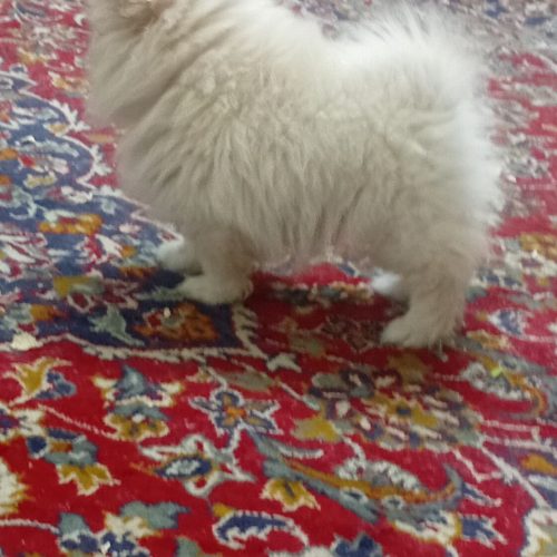 پامر عروسکی