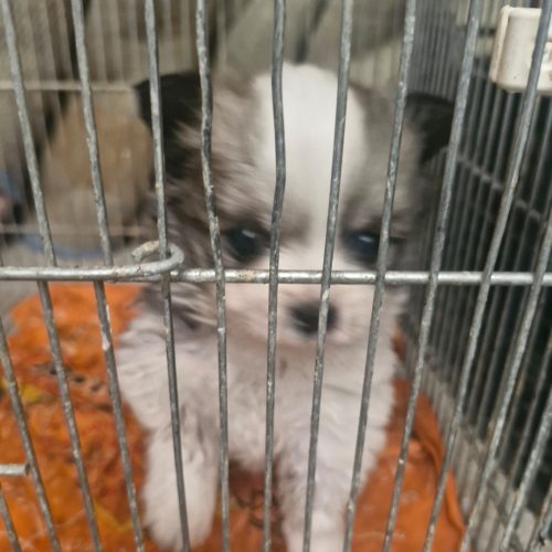 توله سگ 40روزه پامرین خرسی