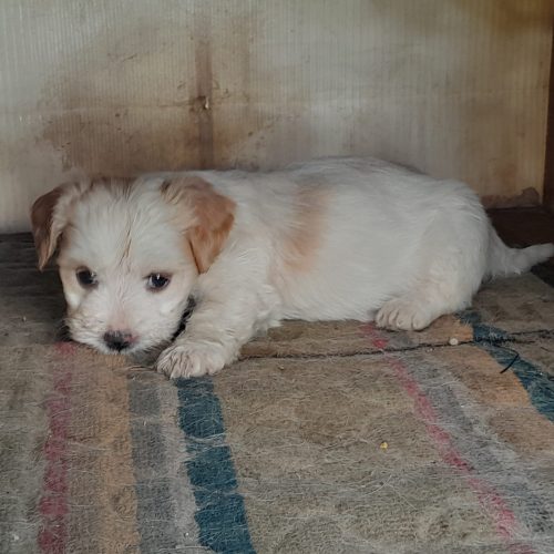 توله سگ شیتزوتریر