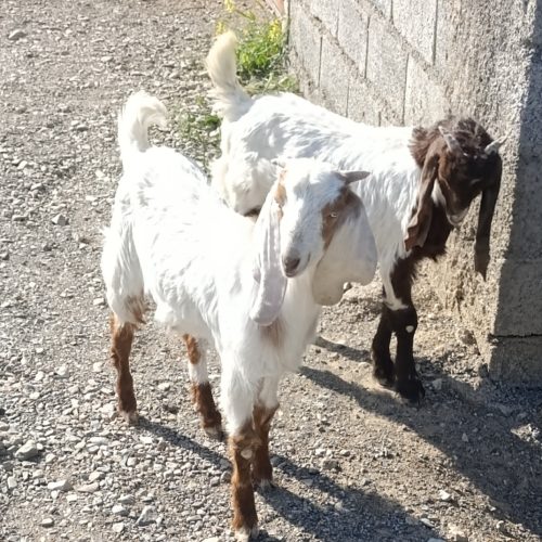 بز پاکستانی و بزغاله