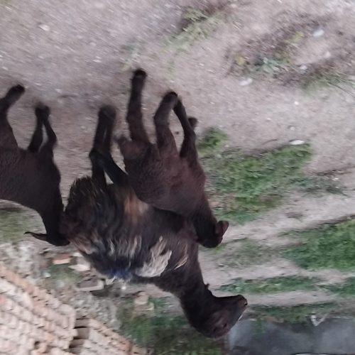 گوسفند با بره 2قلو