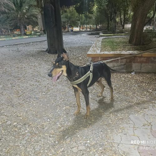 سگ دوبرمن نژاد اصیل