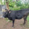 گاو نر جرسی