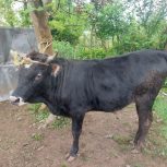 گاو نر جرسی