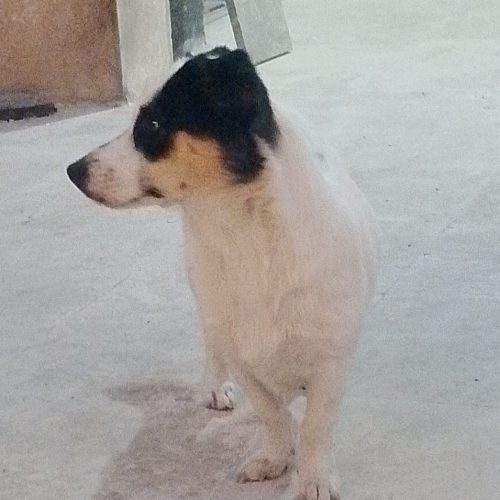 یک سگی فروشی خستش