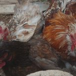 مرغ و خروس گلیمی