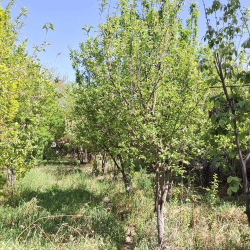 فروش باغ در بهترین لوکیشن اشترجان